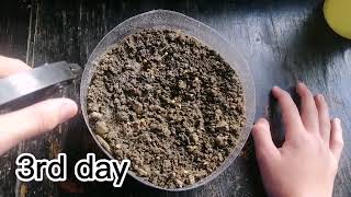 Famous Science performance task 2 "Plant tissue and measurement" Net Worth