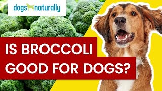 Is Broccoli Good For Dogs? How It Fights Cancer And Disease (Especially Sprouts)