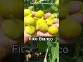 Инжир Fico Bianco 22.08.25. Алматы #инжир #fig