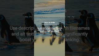 Boost Your SEO with Images | 2026-01-10 | #Shorts #dotKey #productivityhacks #webdevelopmenttips