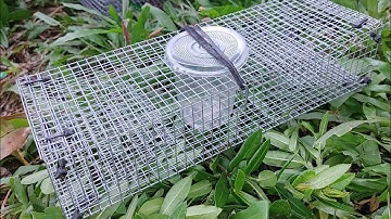 hướng dẫn cách làm hom ,lắp hom bẫy rắn mối nhanh đẹp hiệu quả nhất