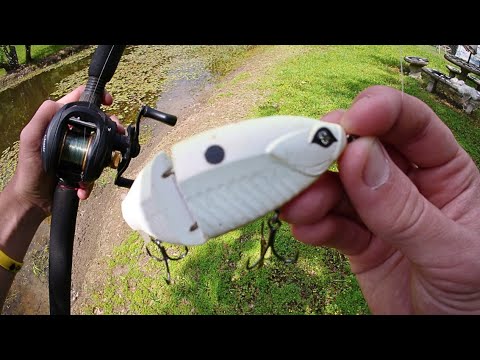 Bank Fishing w/ SWIMBAITS for Big Pre-Spawn Bass in Lake