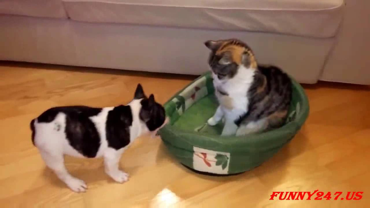 Hund Vs Katze Streit Um Das Bett