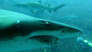 Details Adventures at Fish Rock 236 - Grey Nurse Sharks Teeth and Spotfin Lionfish Update