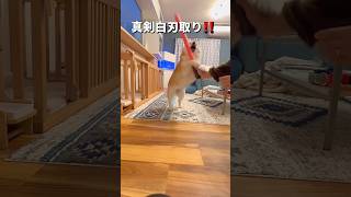 毎日の戦い🤣#柴犬 #shorts #shibainu