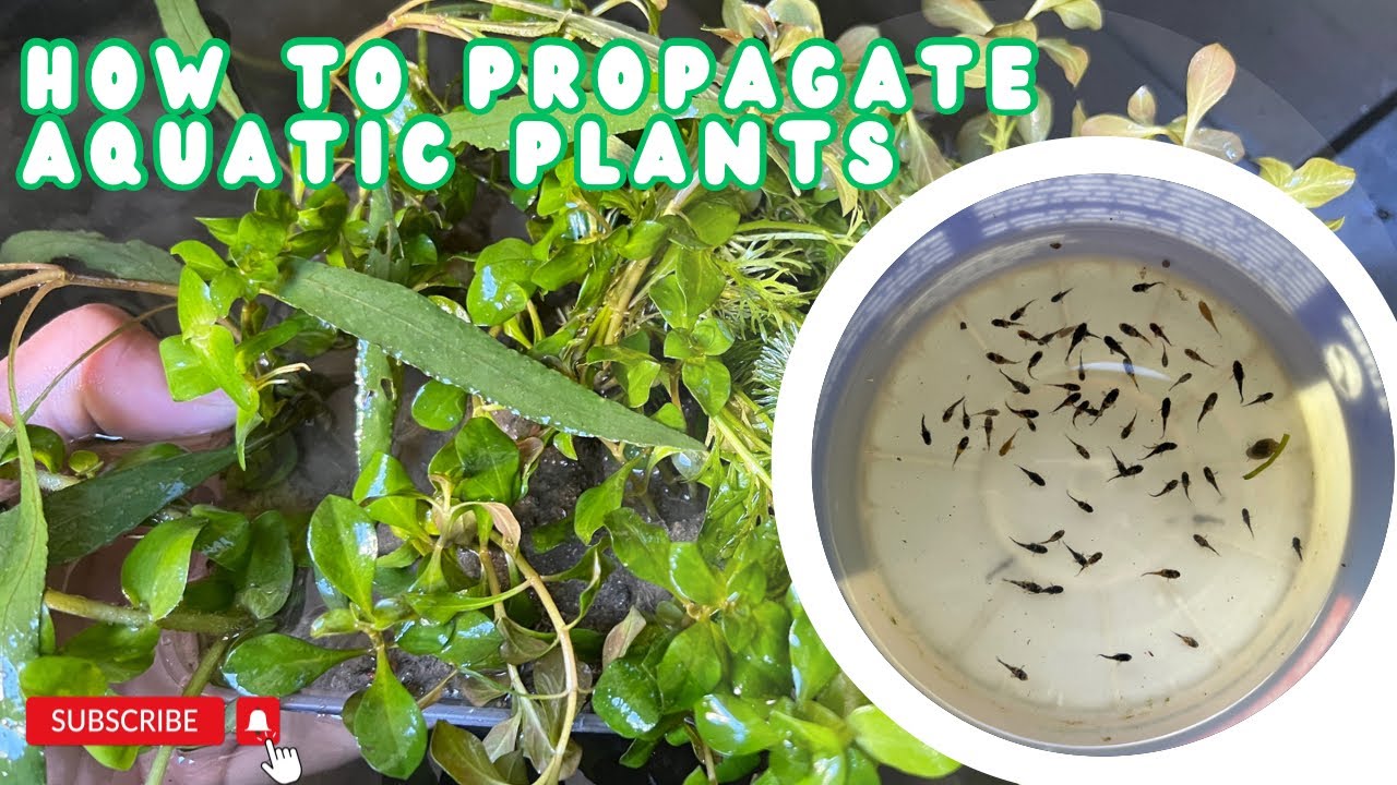 How to Replant & Propagate your Aquatic Plants 24k Mollies Fry Update