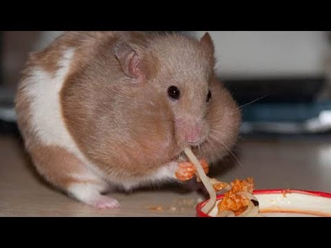 funny-hamster-eating-fail-try-not-to-laugh