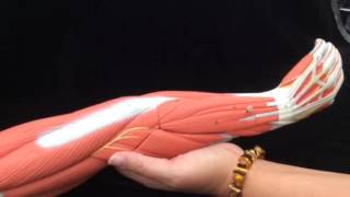 Module 9 Video Exercise 20 Upper Appendicular Skeleton - Hand extensors