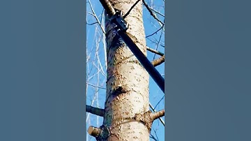 cool farming tool for cutting tree branches #shorts