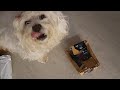 My DOG UNBOXES her own GIFT | Gift Unboxing 2 | Ss Vlogs :-)