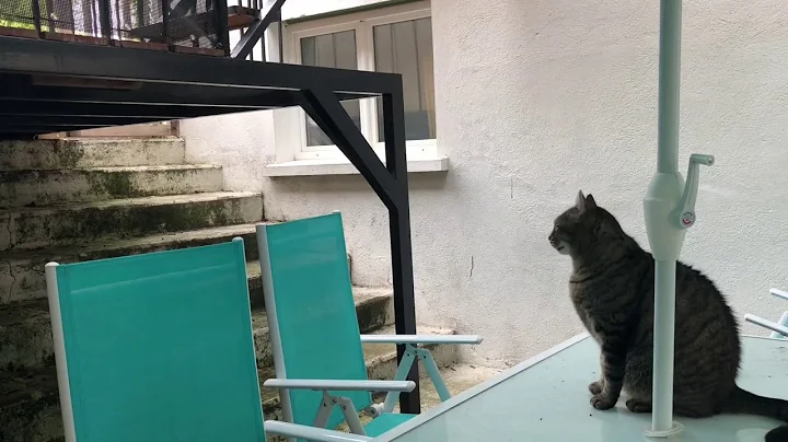 Our Cat is speaking to the birds ... !