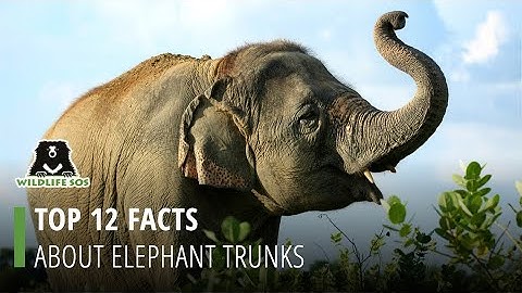 Top 12 Facts About Elephant Trunks!