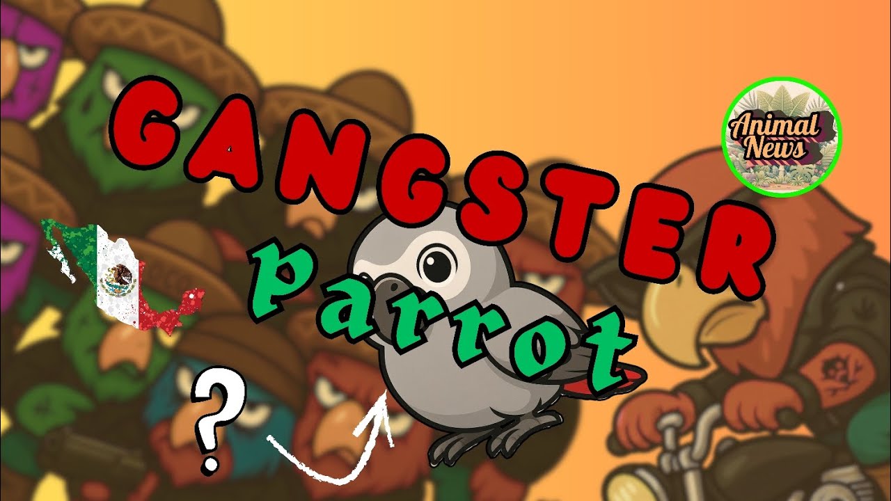 Lost Parrot Joins Mexican Cartel — Comes Home Speaking Spanish 🇲🇽🦜