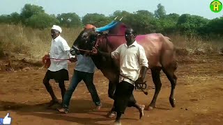 Alabadevi Chandgad Racing Bulls Super Running In Bullock Cart Race