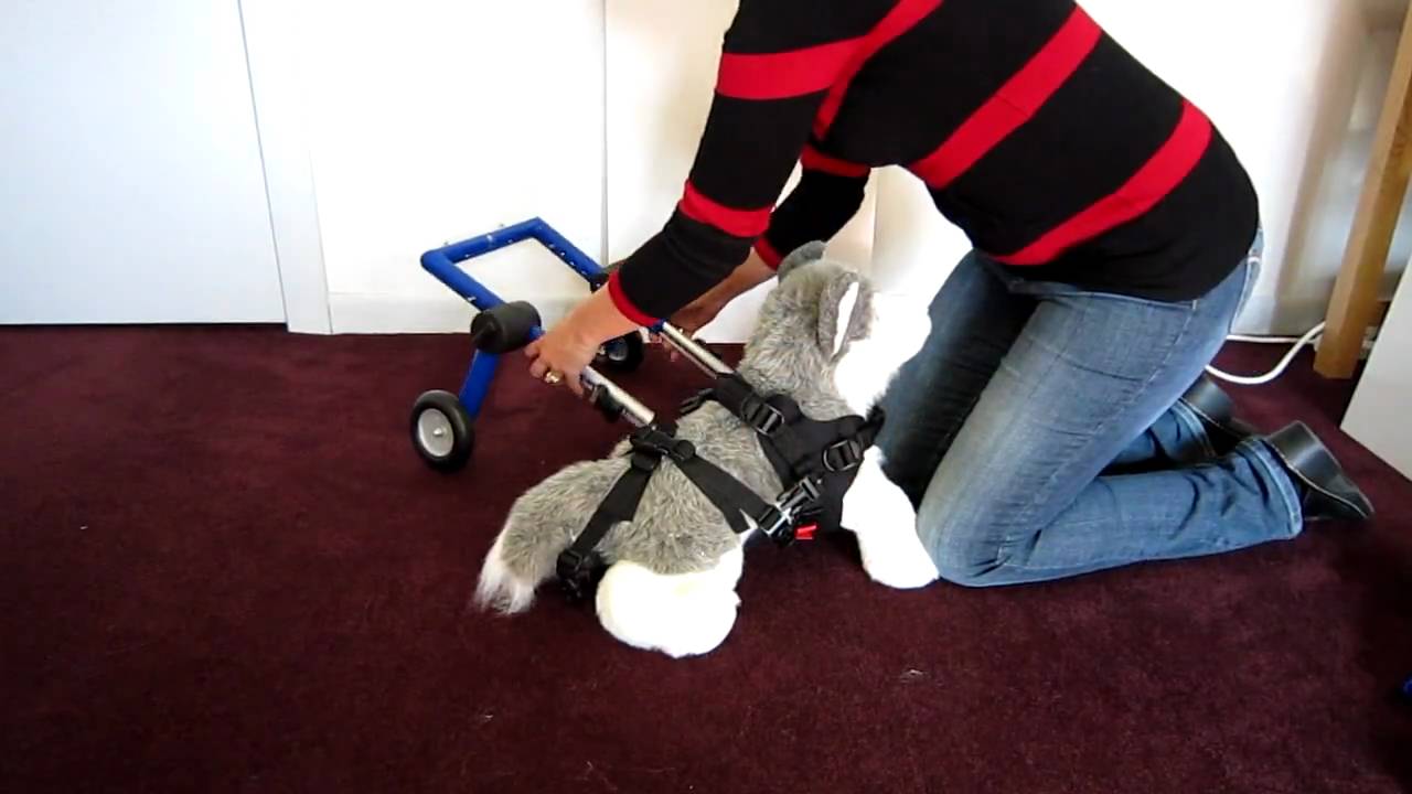 petco hours Clip On Leg Rings allow you to put your dog in the Walkin' Wheels without lifting.