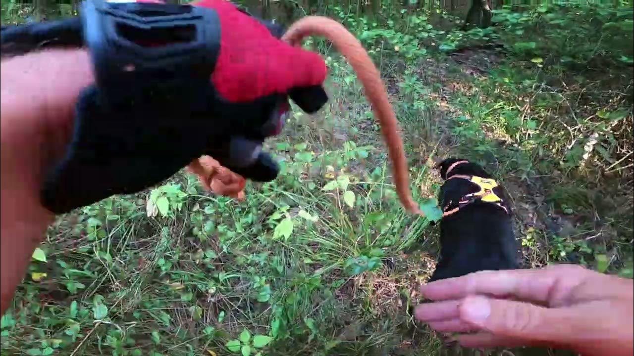 Tracking giant 12 pt with a dog.. Deer tracking with dog! YouTube