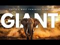 Earth’s Most Powerful Giant 🐘 | The True King of the Wild