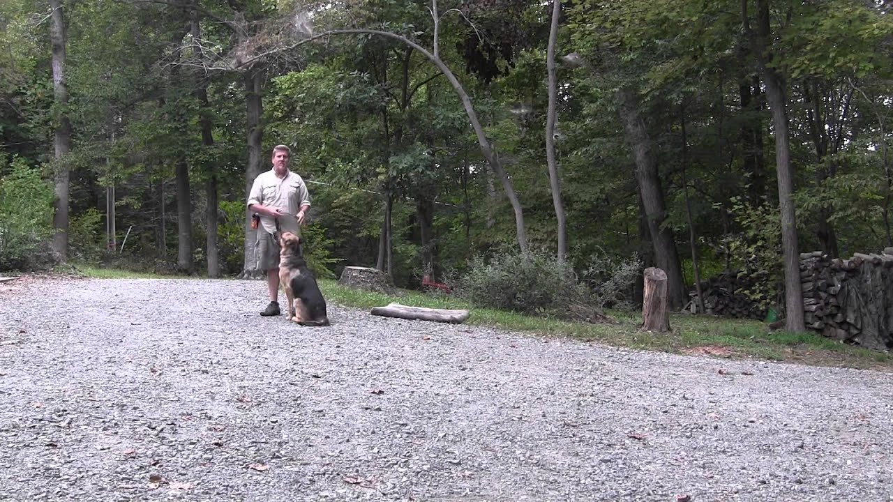 Murphy German Shepherd Dog Training Winston Salem NC YouTube