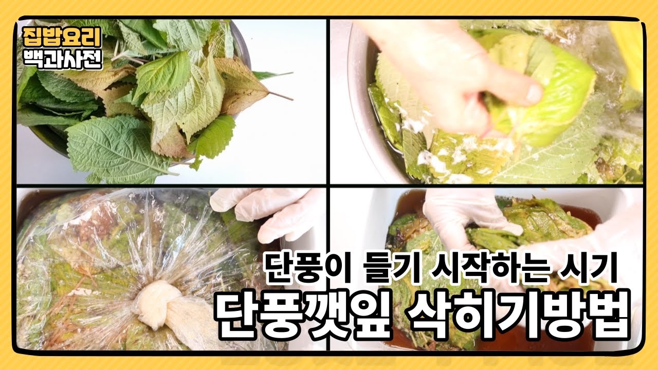 선미 쌤이 깻잎 김치 더 맛있는 이유는 ? 단풍이 들기 시작하는 시기~단풍 깻잎 삭히는방법 ~ 우리전통 저장음식 - Youtube