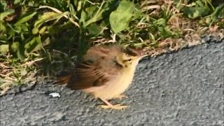 Download Lagu Young birds : Sedge Warbler \u0026 European Reed Warbler - Phragmite des joncs \u0026 Rousserolle effarvatte MP3