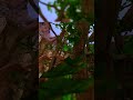Rate This Route Part 4  #gorillatag #gorillatagquest #gorillatagmontage #gtag #vr #gorilla