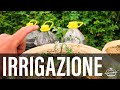 Pomodoro in Vaso [2×2] Irrigazione Trattamenti Radicali e Fertirrigazione Piantine