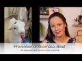 How to prevent Abomasal Bloat in lambs/kids; Vet Explains *FAST* | Sez the Vet