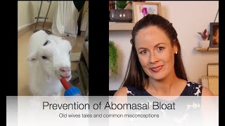 How to prevent Abomasal Bloat in lambs/kids; Vet Explains *FAST* | Sez the Vet