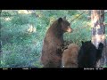 Going after the Bear Bait