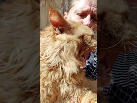 Мейн кун. Кот