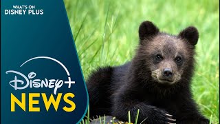 “Secrets Of The Bears” Coming Soon To Disney+ | Disney Plus News