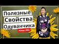 Что лечит одуванчик | Полезные свойства одуванчика | Нина Лян