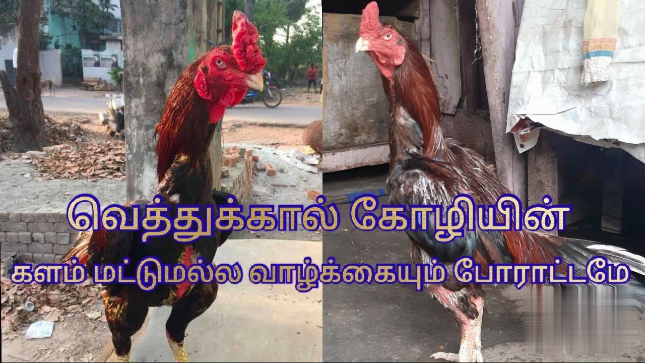வெத்துக்கால் கோழி களம் மட்டுமல்ல வாழ்க்கையும் போராட்டமே|| Day old முதல் Breeder வரை