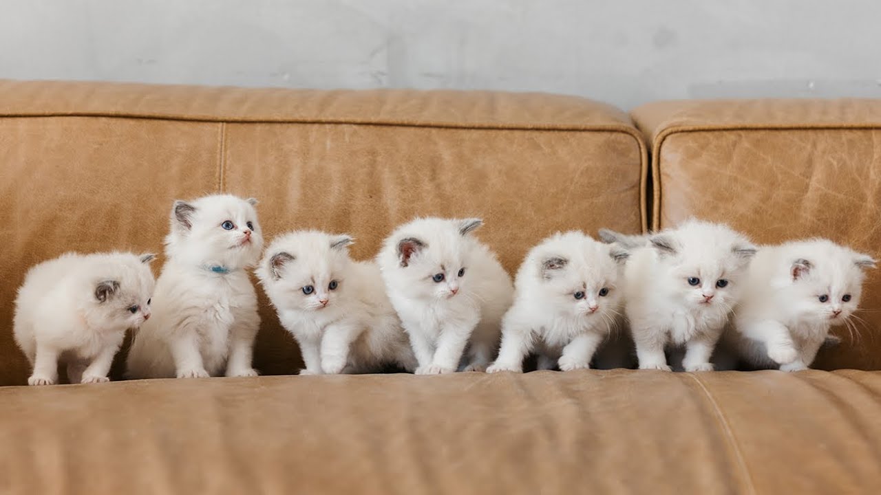 Познакомьтесь с котятами из помета «Q»