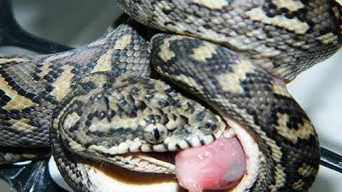 Snake Feeding Compilation - Some of our pythons eating in one video