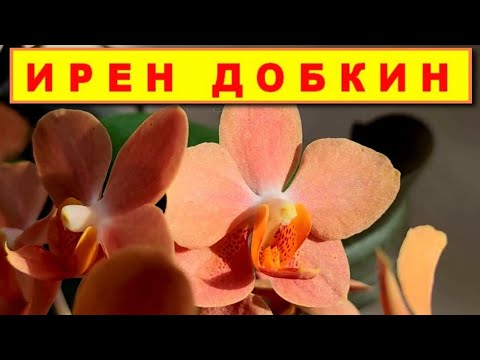 Орхидея ирен добкин уход в домашних условиях