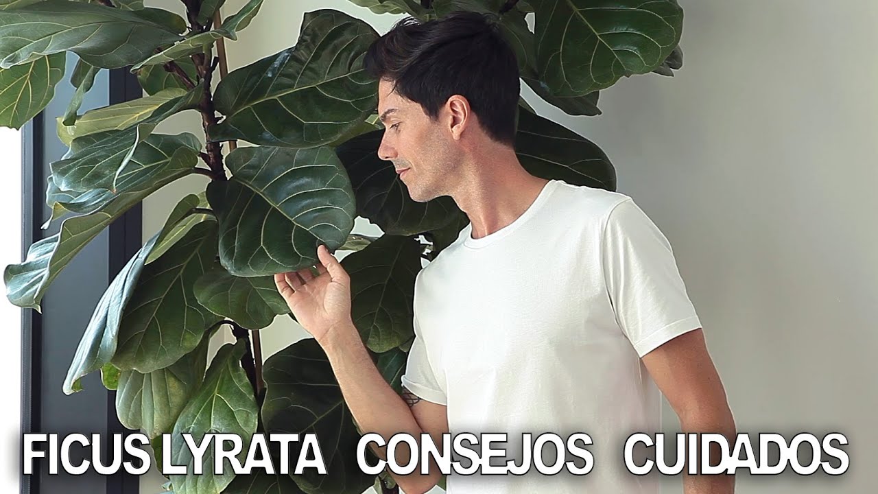 FICUS LYRATA (caso práctico de CUIDADOS) de pequeño a más de 2 metros