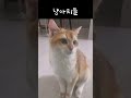 집사로 살기 힘들다 #웃긴영상 #깃털유머 #냥춘기