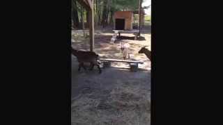 Goats play with Great Pyrenees by Sarina Maynor 776 views 9 years ago 16 seconds