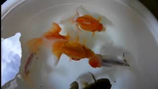 Wireless Digital General Scope From Abeltech