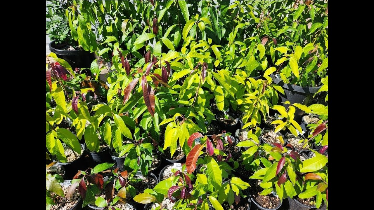 Mango seedlings Experiment- November - YouTube