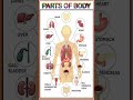 Parts Of Body Learn English Education Youtubeshorts Liver Part Body Brain Heart Lungs