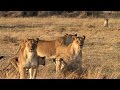 Lion Hunting Strategies and Roles