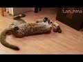 Новая любовь Месси. Messi's new love))
