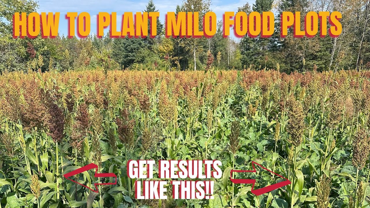 HOW TO PLANT MILO FOOD PLOTS 