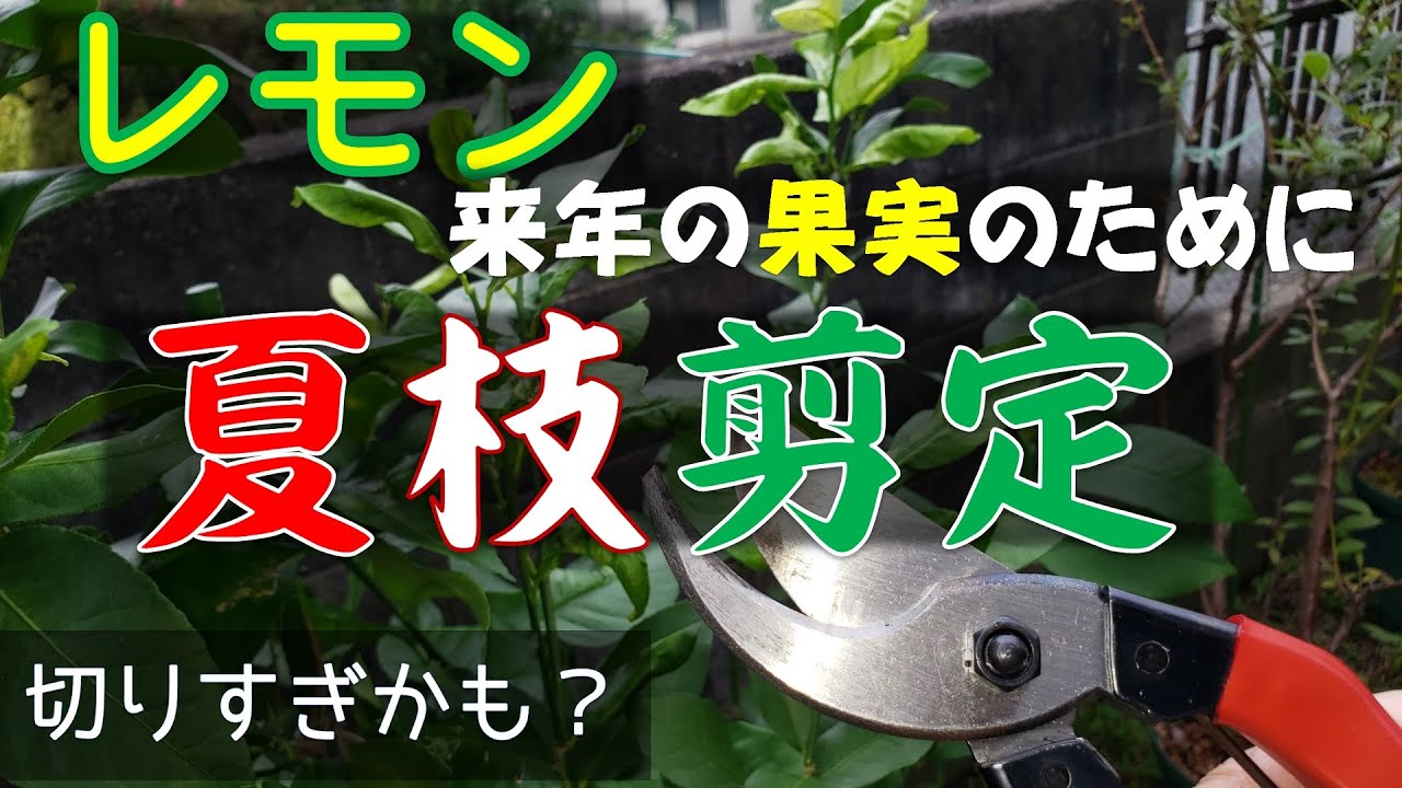 果樹栽培 レモンの鉢植え 夏枝の剪定 Youtube