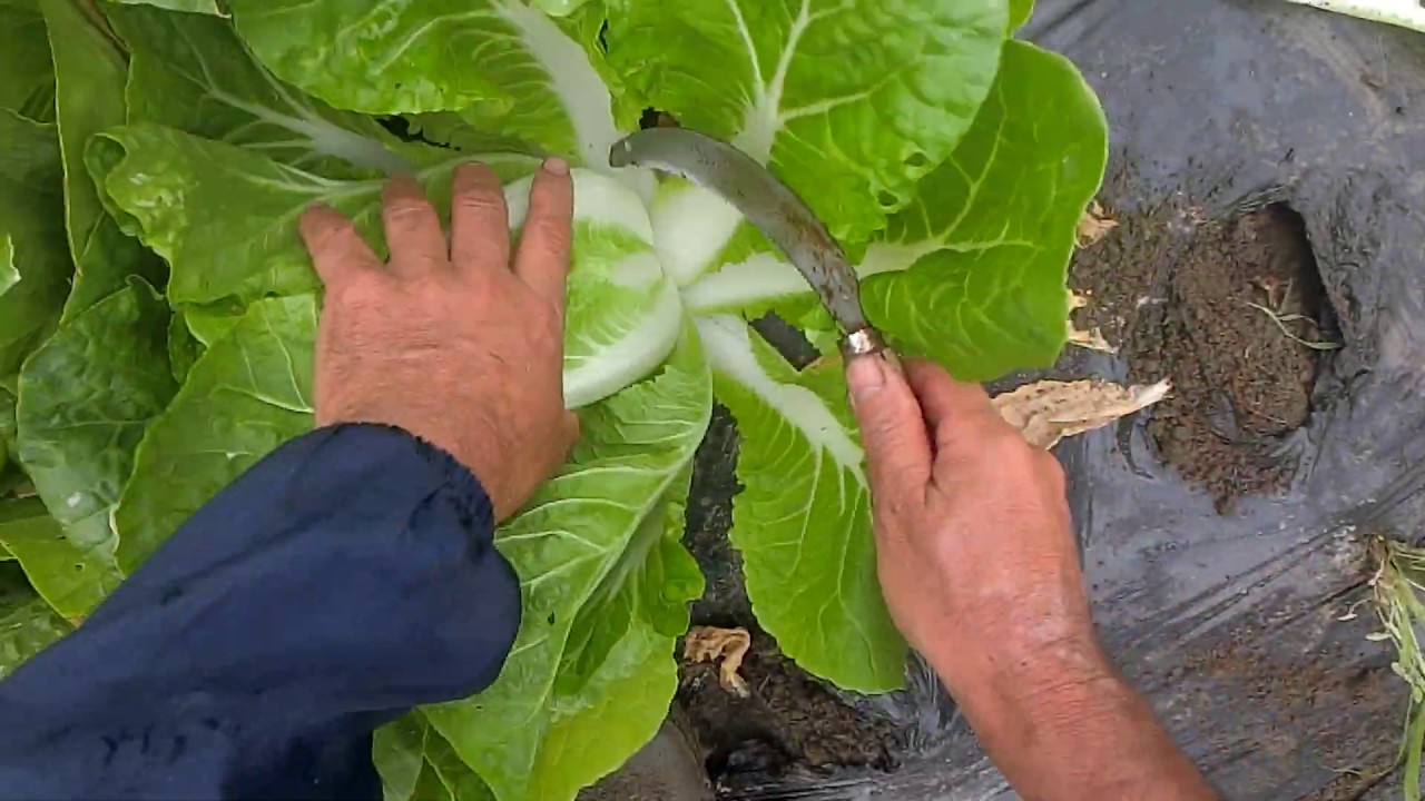 マルシェ用野菜の収穫春白菜とみさきキャベツ0523 Youtube