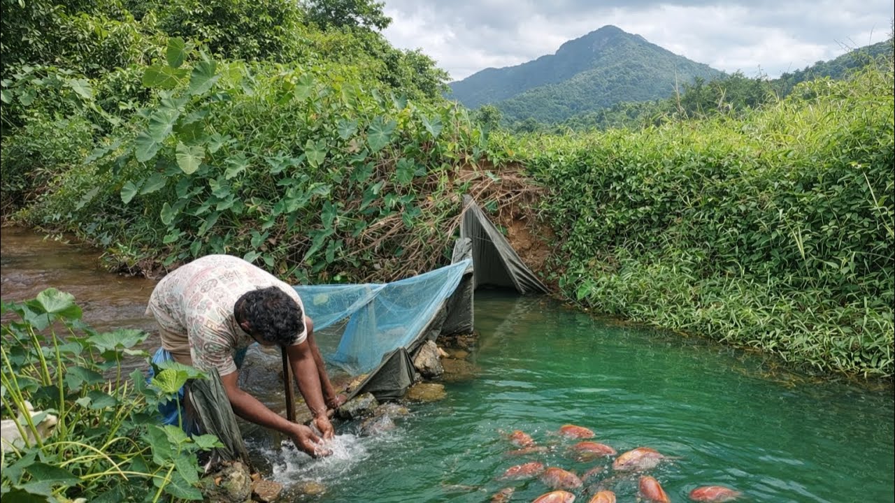 (ඇල හරස් කරලා හදපු අමුණ)😱😱Amazing Traditional Fishing Method in a Small Village Stream