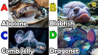 Learn Ocean Animal Names | ABC Sea Animals song | Most Popular Sea Creatures | Alphabets Kids Song