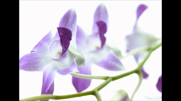 Julie Falk:   Meditation with the Breath